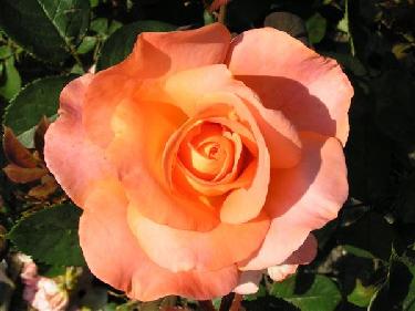 Seventh Heaven�